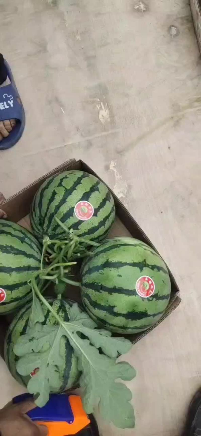 砀山王屯4月20号西瓜大量上市有礼品瓜美都甜