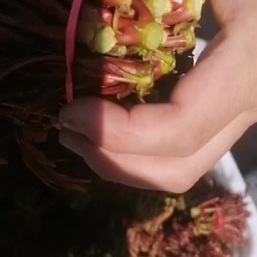四川大竹香椿芽