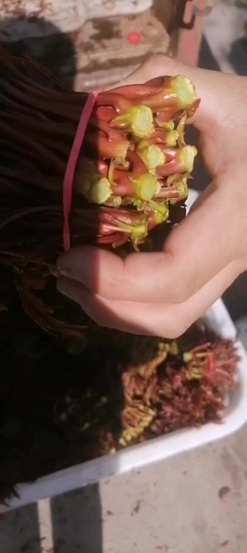 四川大竹香椿芽