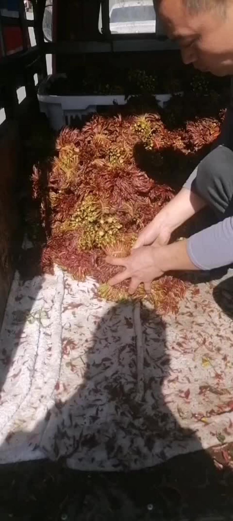 四川大竹香椿芽