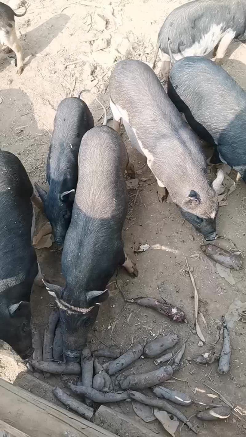 海南白沙五脚猪