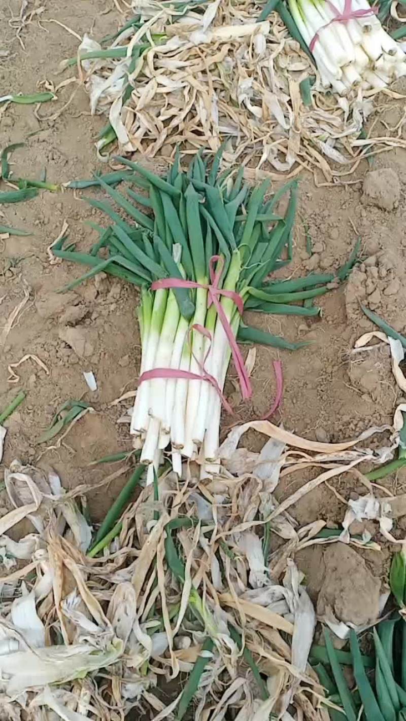 脱水大葱