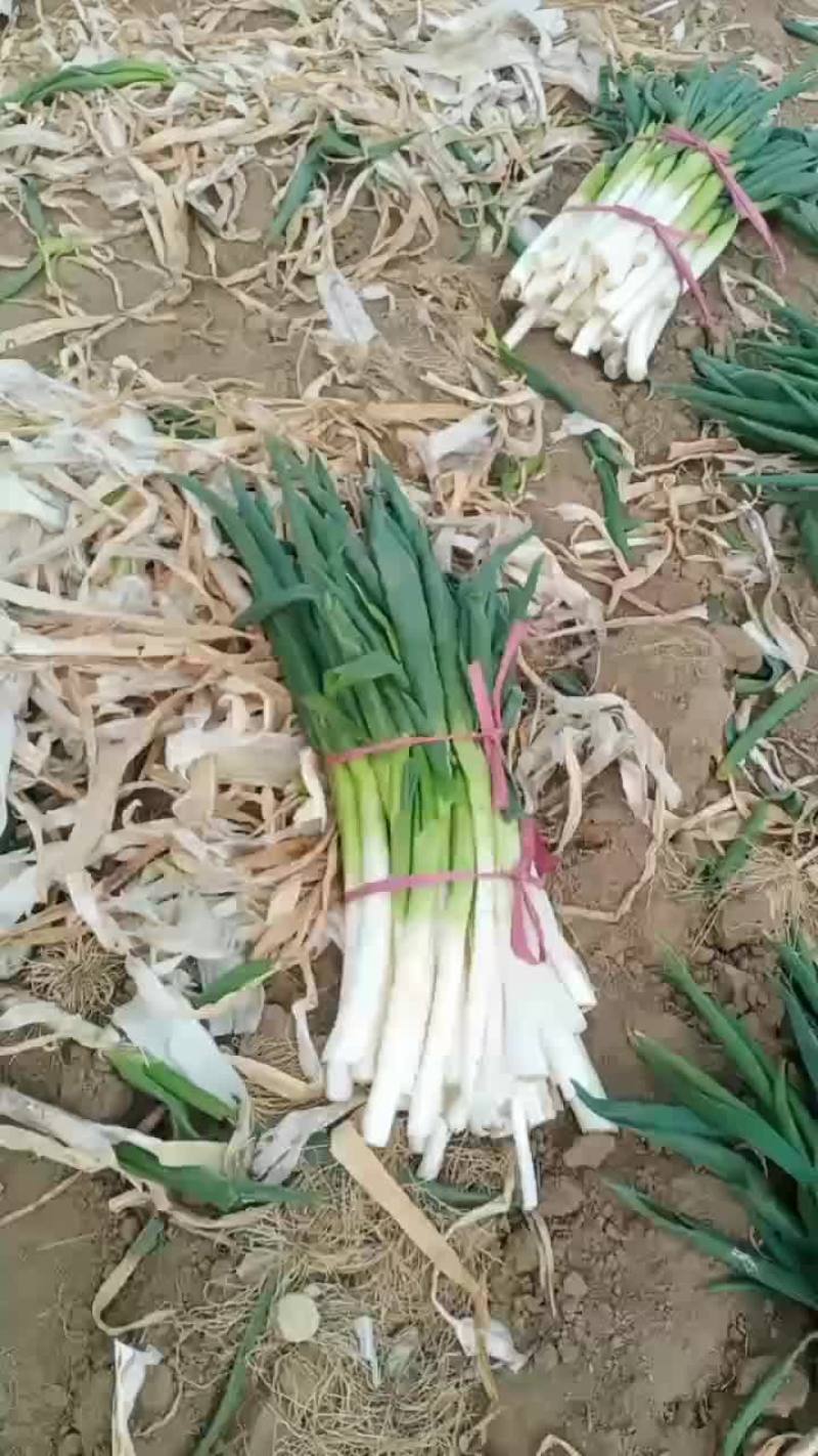 脱水大葱