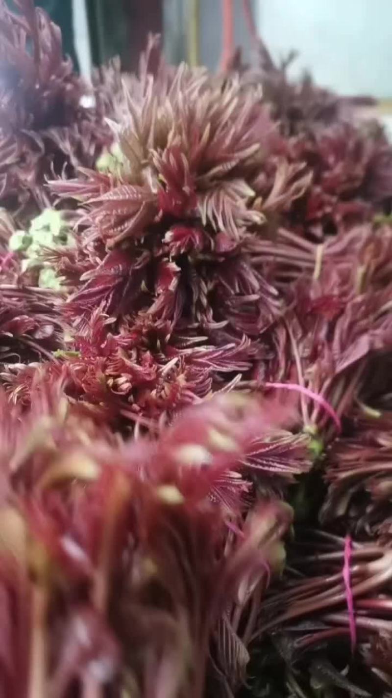 四川达州大竹香椿芽