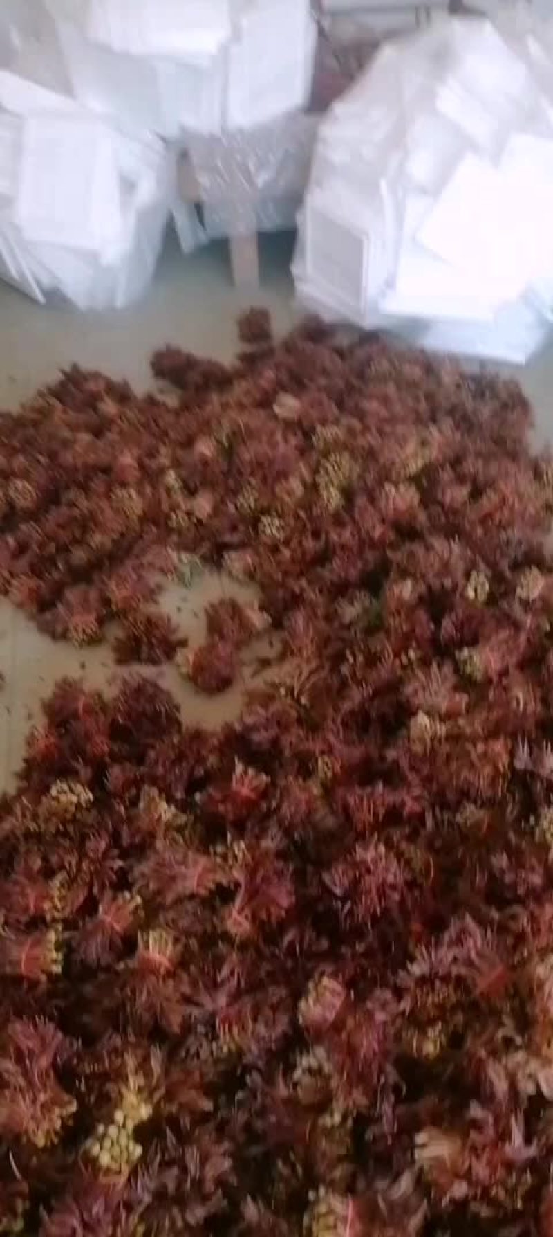 四川达州大竹香椿芽