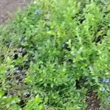 美登北路大苗