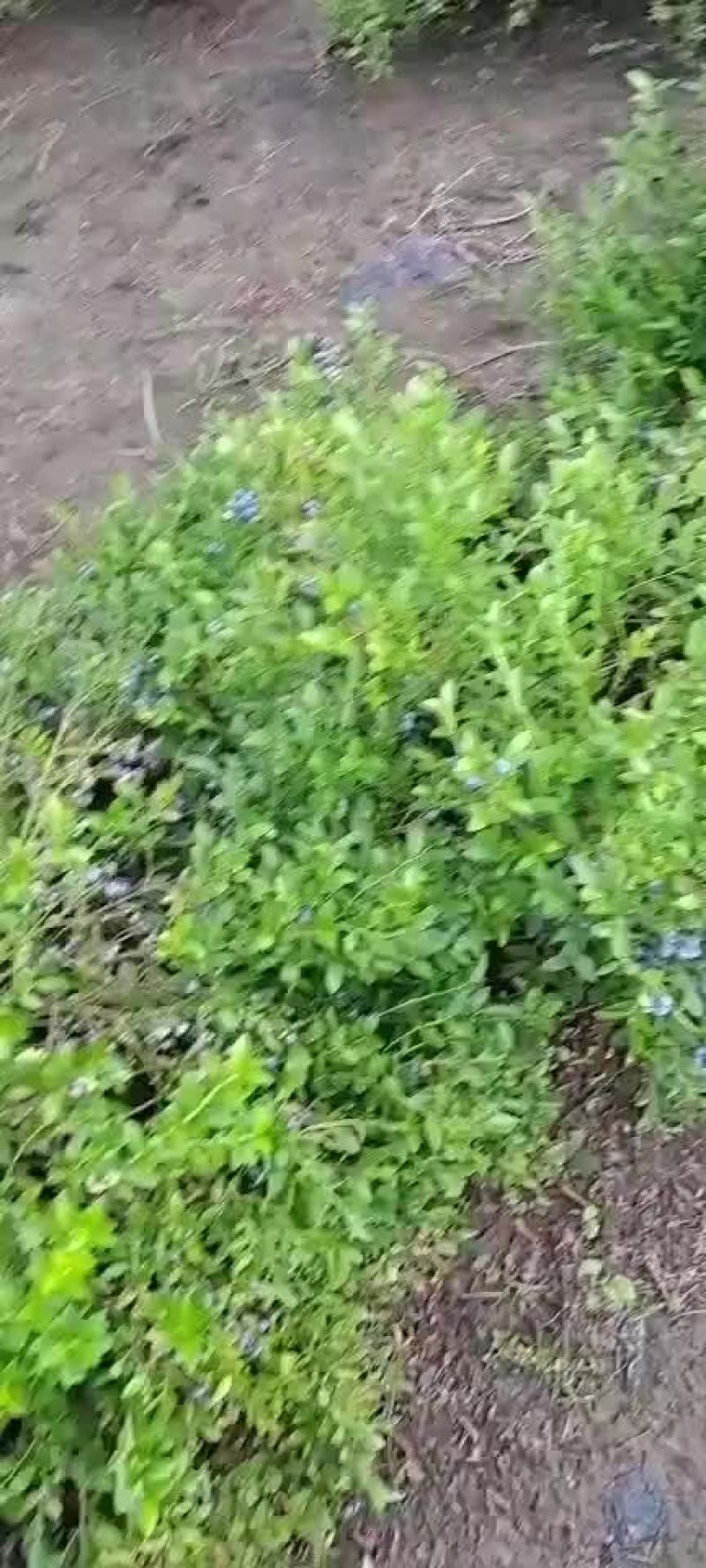 美登北路大苗