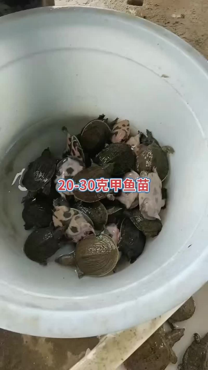 甲鱼苗