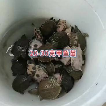 甲鱼苗