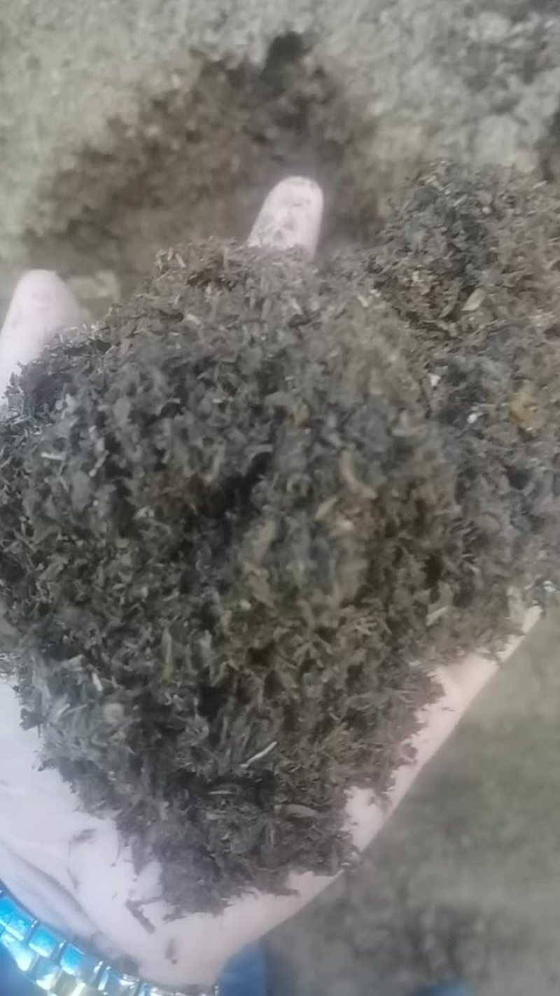 发酵牛粪
