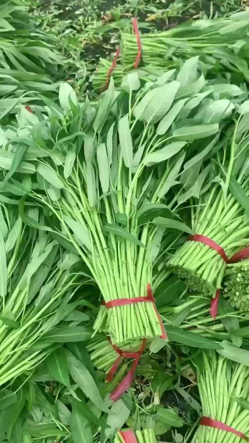 精品空心菜