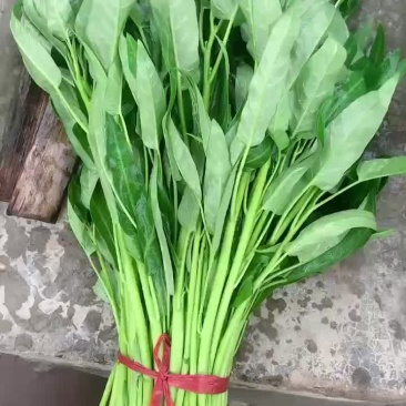 精品空心菜