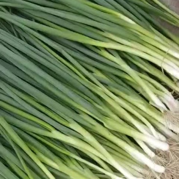 精品香葱