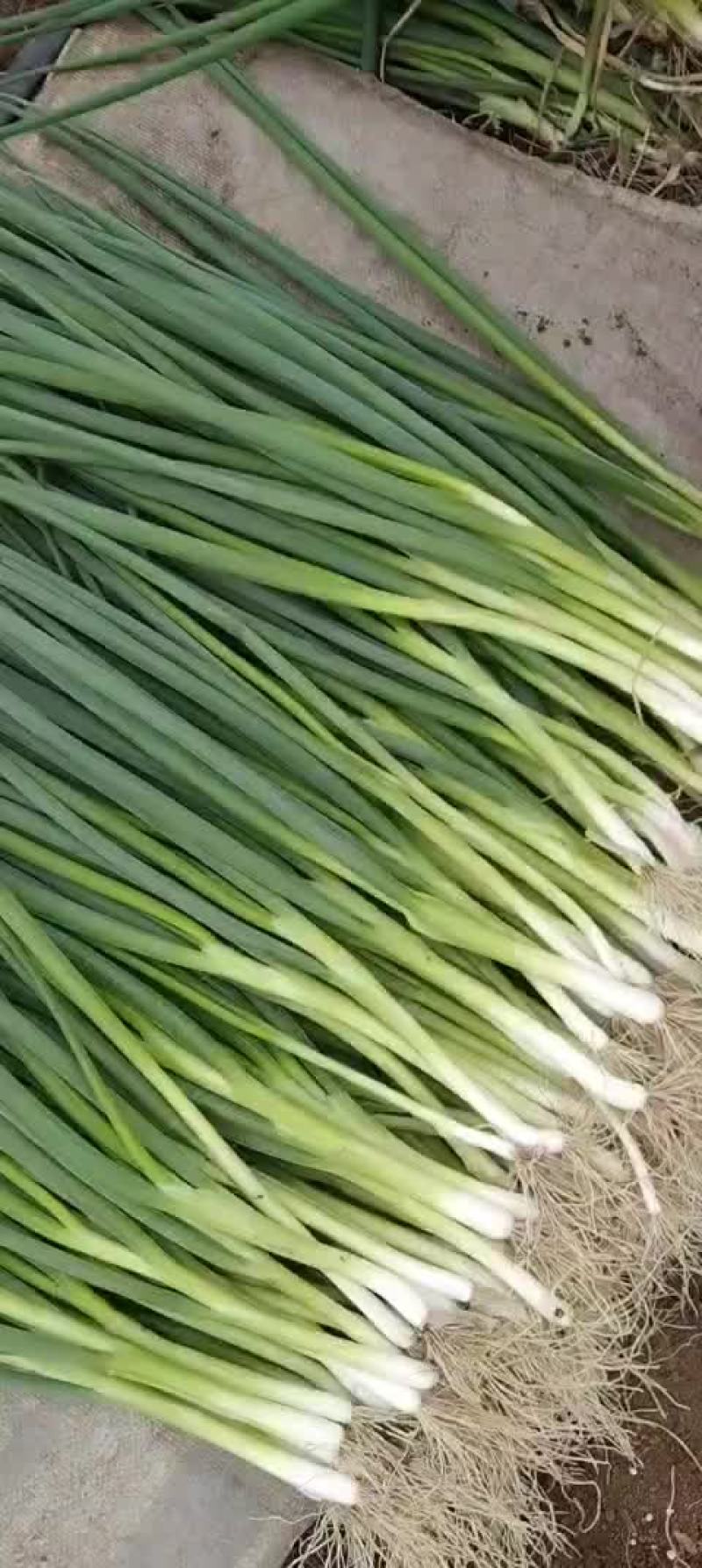 精品香葱