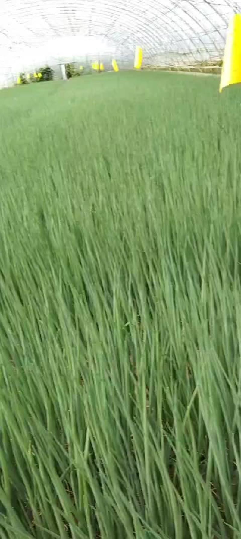 精品香葱