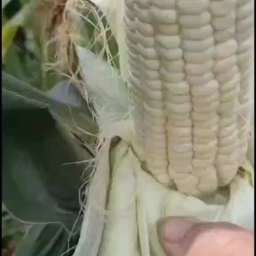 白玉米上市口感好