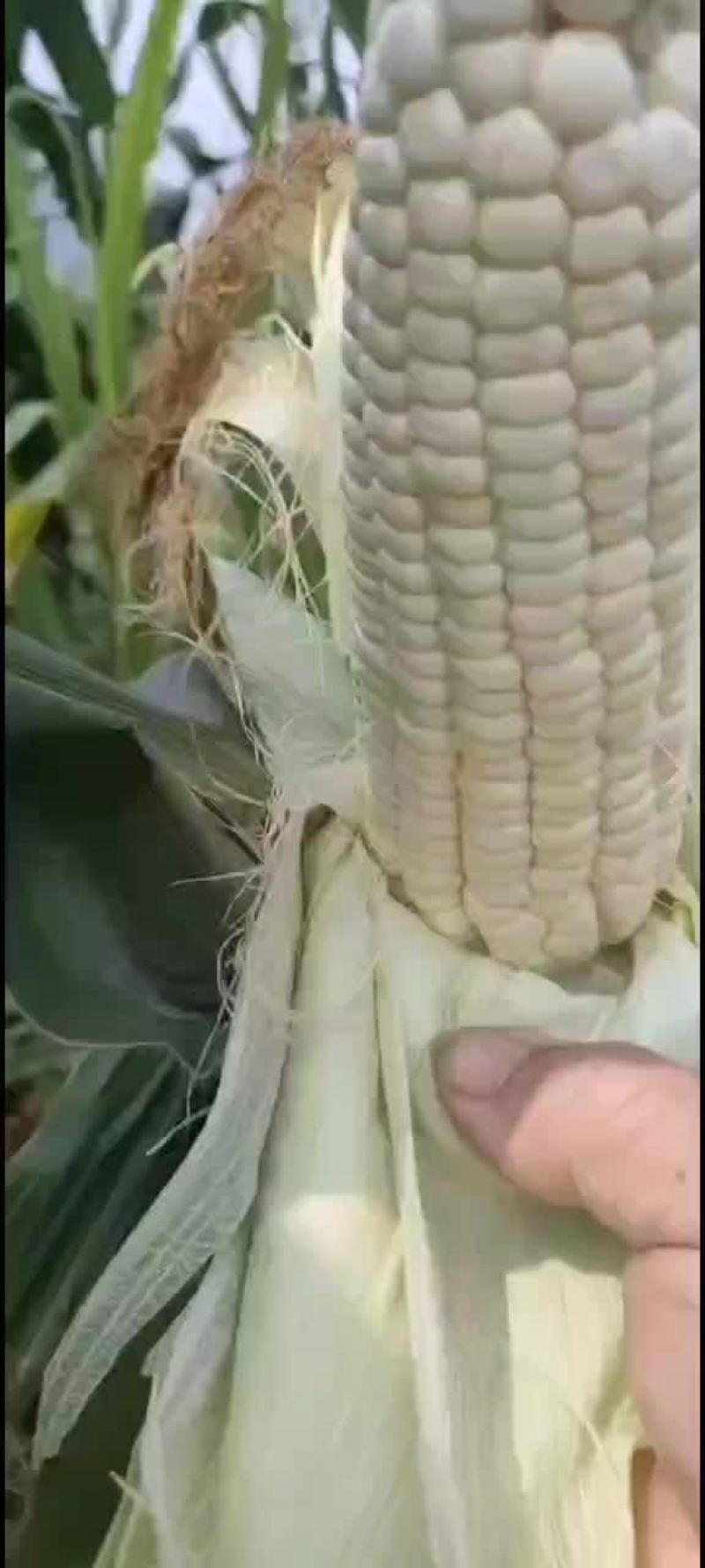 白玉米上市口感好