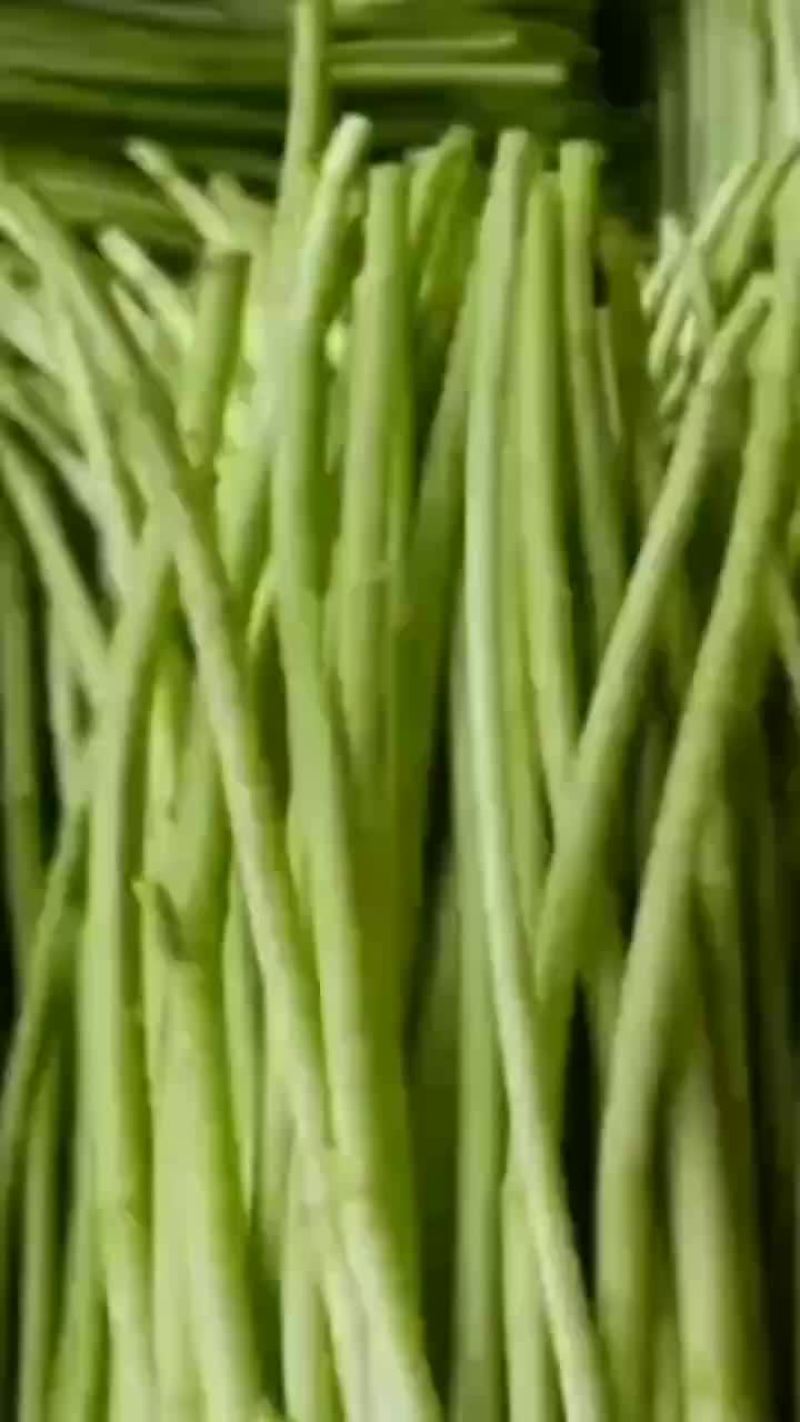 预售黎蒿