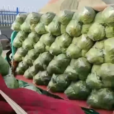 运城圆包菜