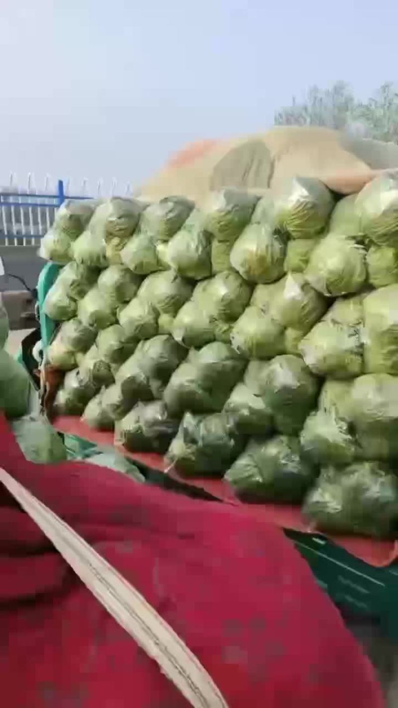 运城圆包菜