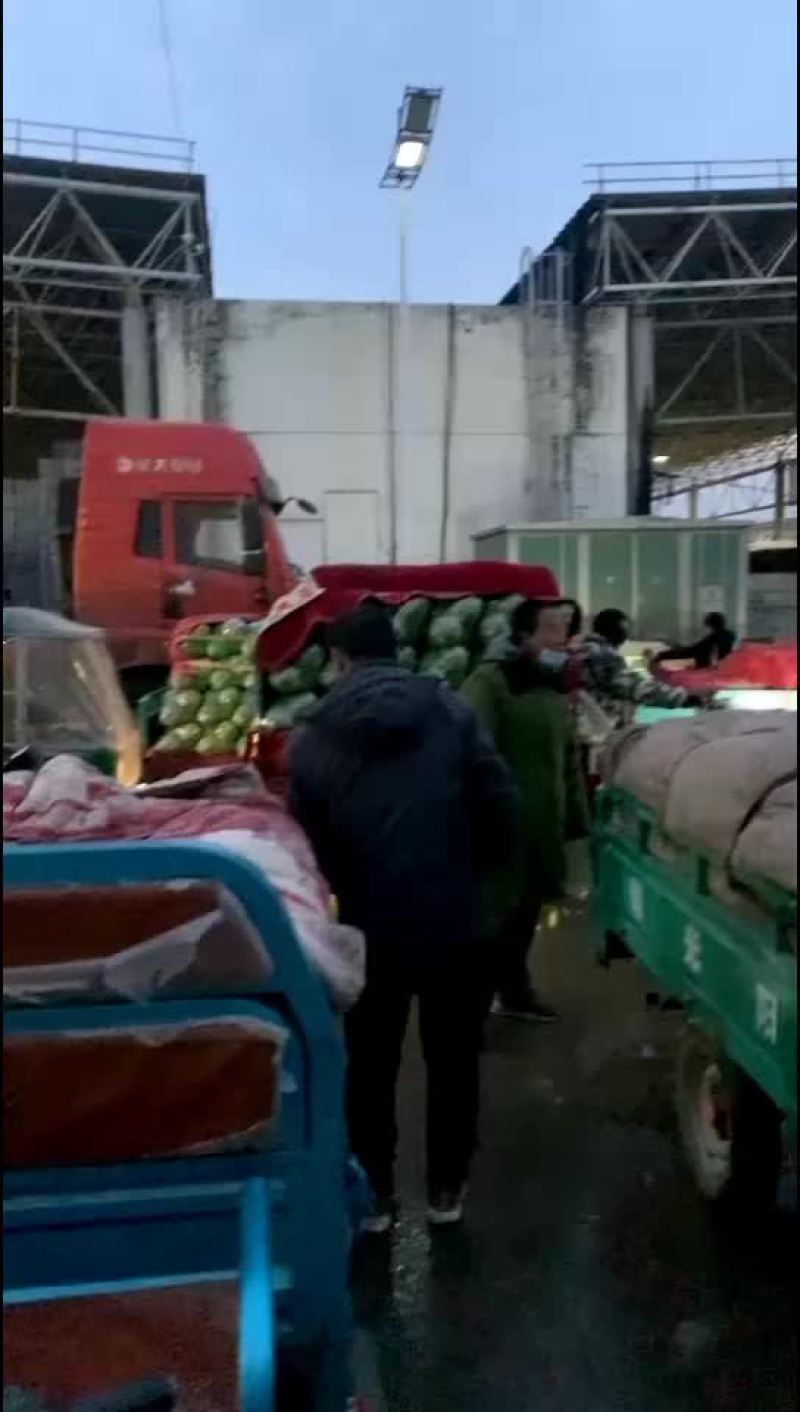 运城圆包菜