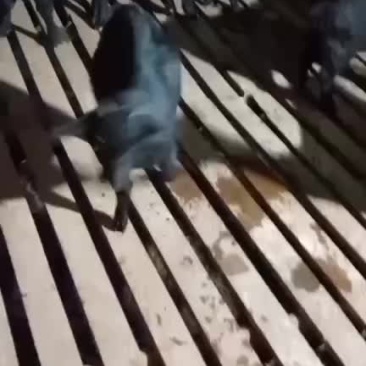 本地小耳朵黑山羊