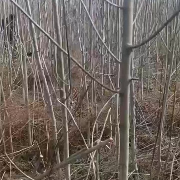 山桐子苗
