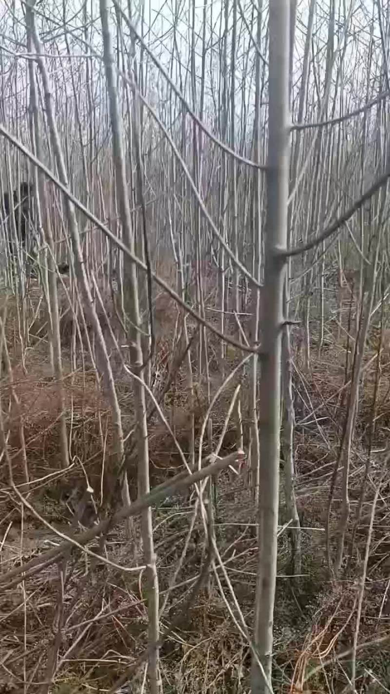 山桐子苗