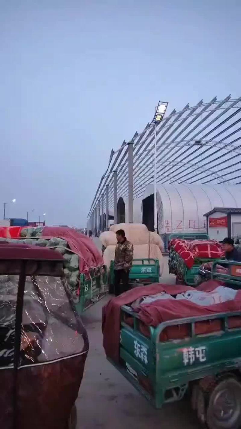 河北省邯郸市丛台区联帮蔬菜批发市场全年供应中甘21甘蓝