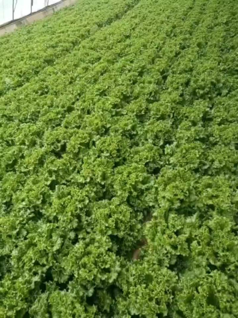 河北邯郸联帮蔬菜批发市场青叶生菜大量上市