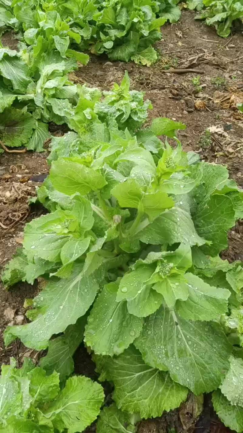 菜苔