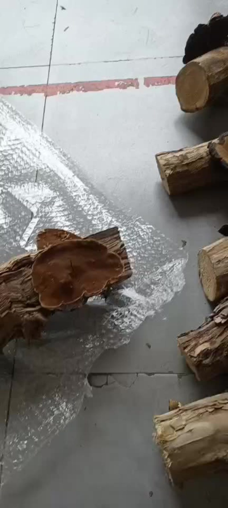 桑黄标本