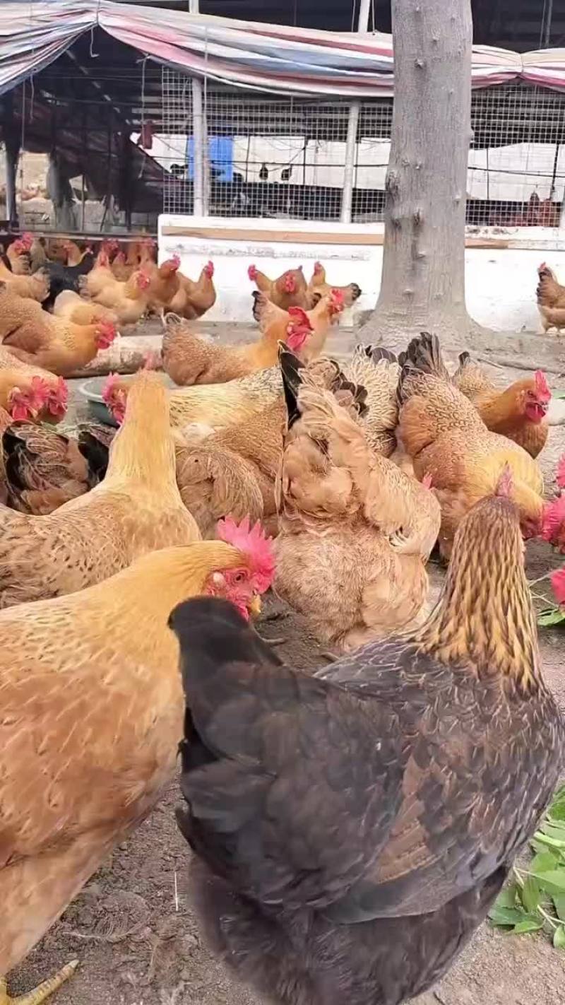灵山土鸡黄肉散养土鸡