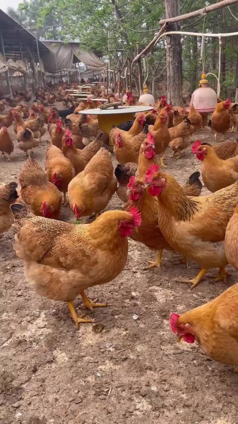 灵山土鸡黄肉散养土鸡