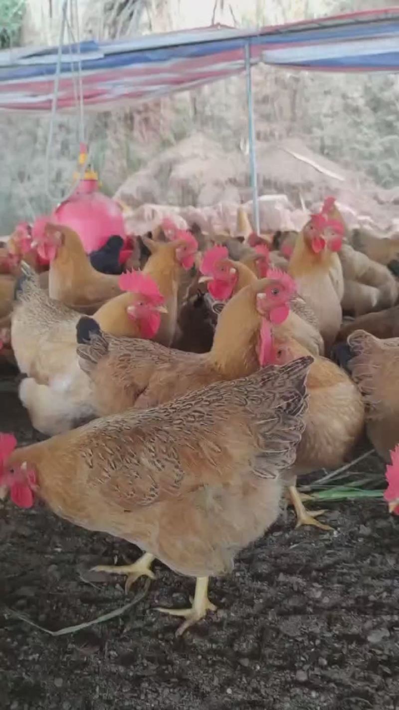 灵山土鸡黄肉散养土鸡