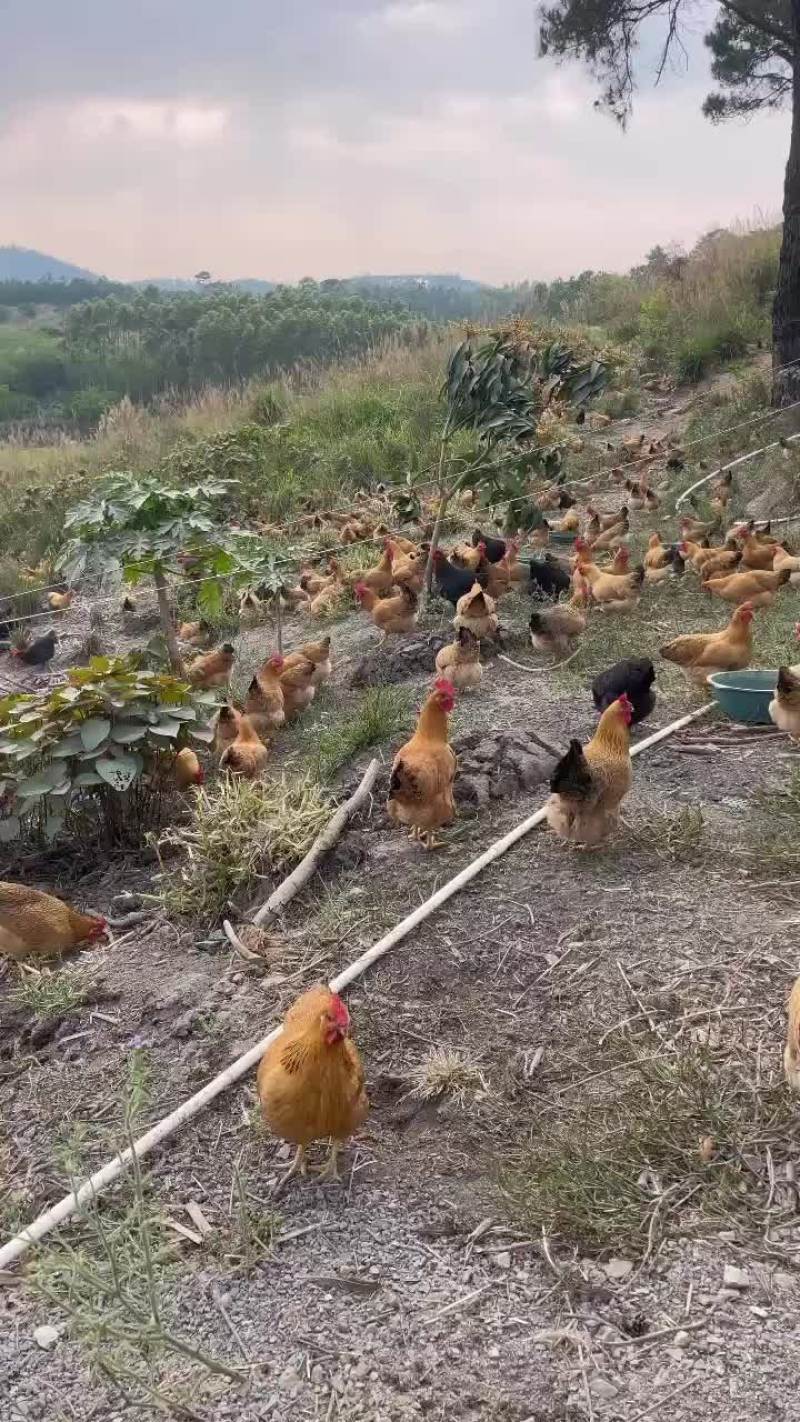灵山土鸡黄肉散养土鸡