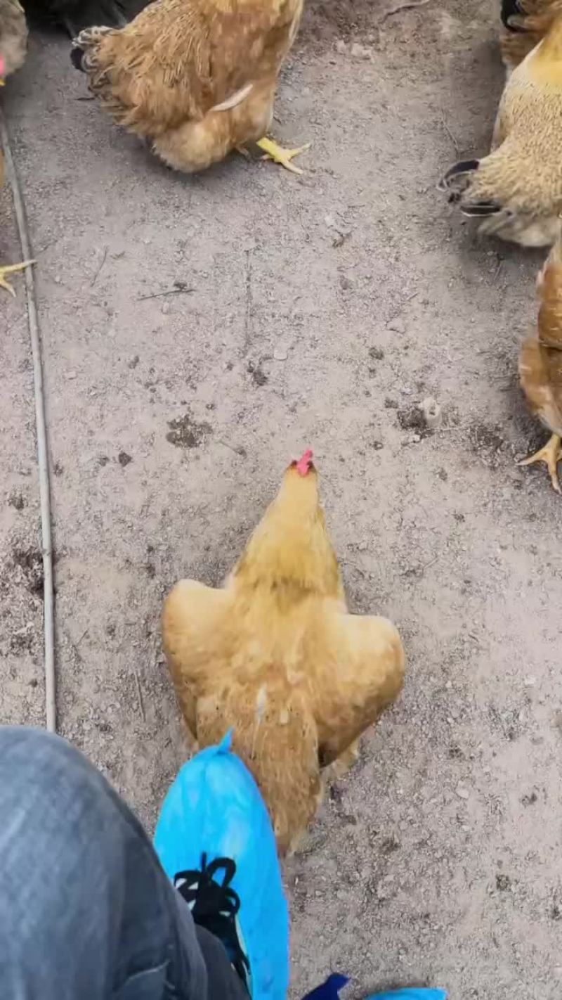 灵山土鸡黄肉散养土鸡