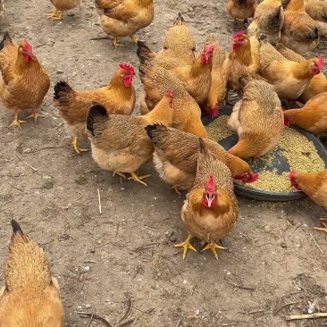 灵山土鸡黄肉散养土鸡