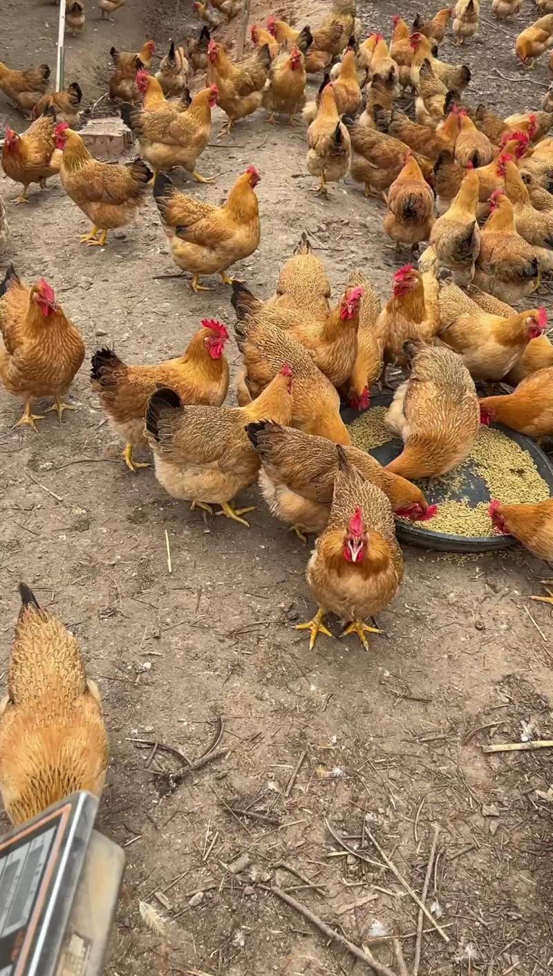灵山土鸡黄肉散养土鸡