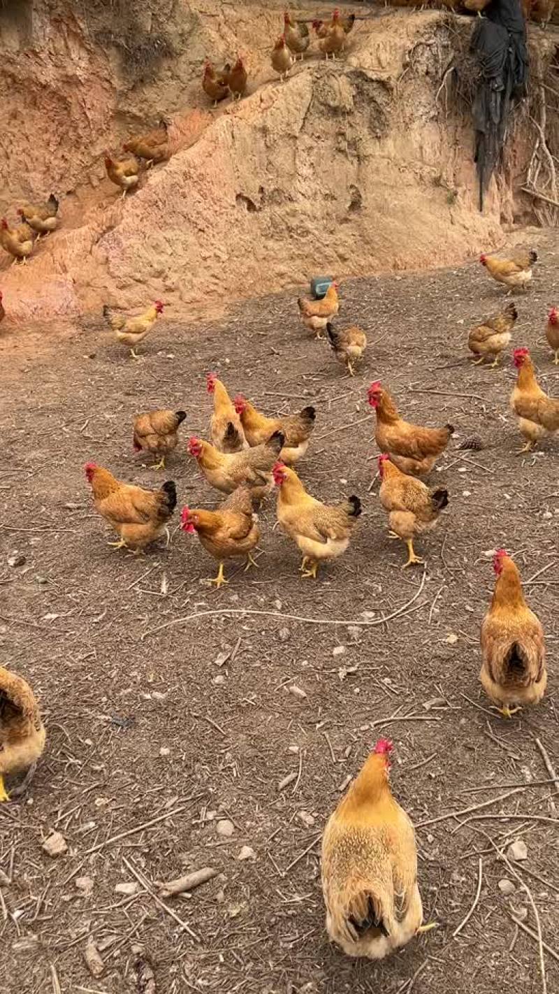 灵山土鸡黄肉散养土鸡