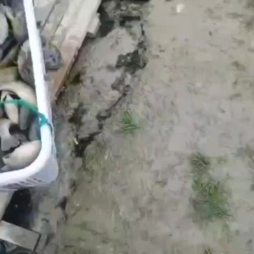 太阳鱼大量上市，各种规格，水车配送成活率有保障