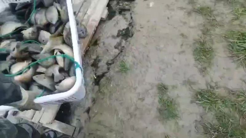 太阳鱼大量上市，各种规格，水车配送成活率有保障