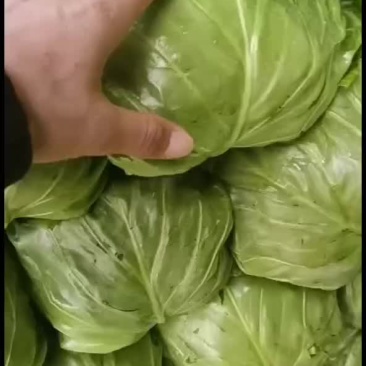 中甘56