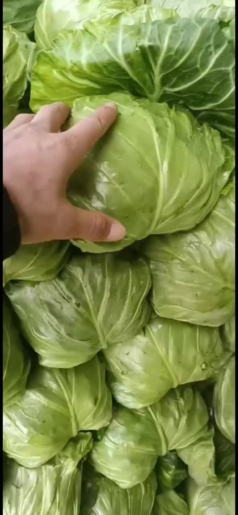 中甘56