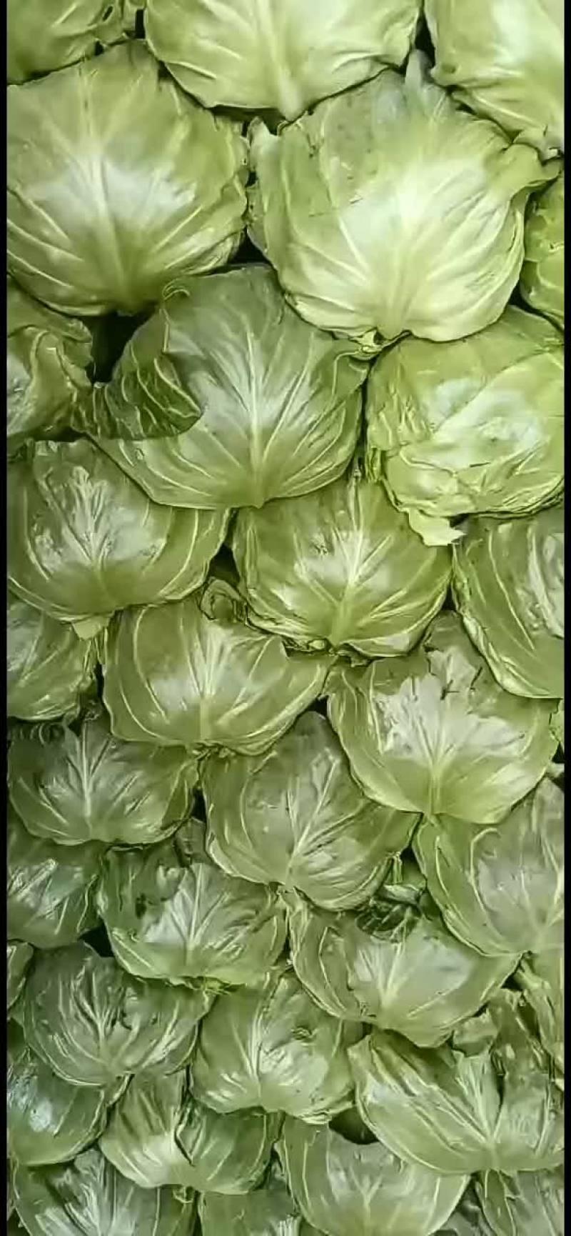 中甘56