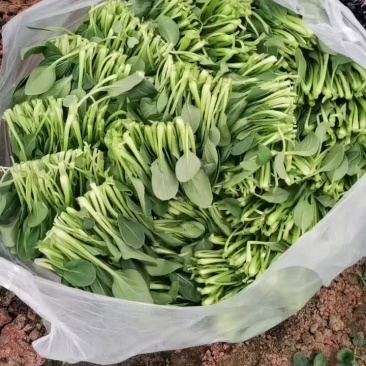 小青菜