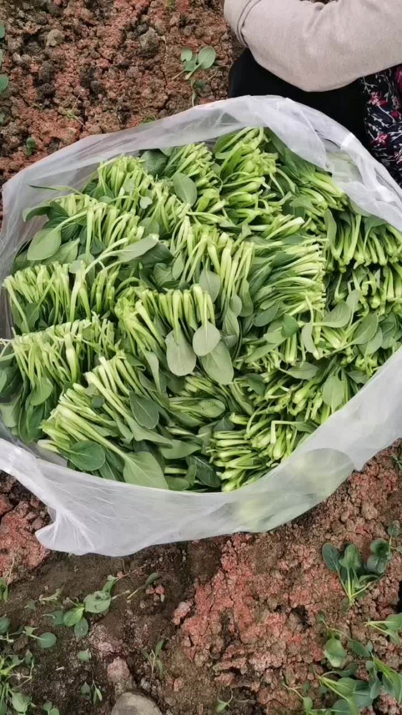 小青菜