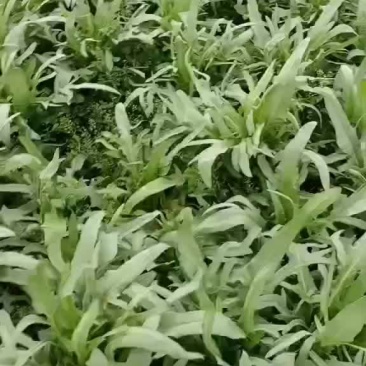 正宗广西博白甜麦菜供应。