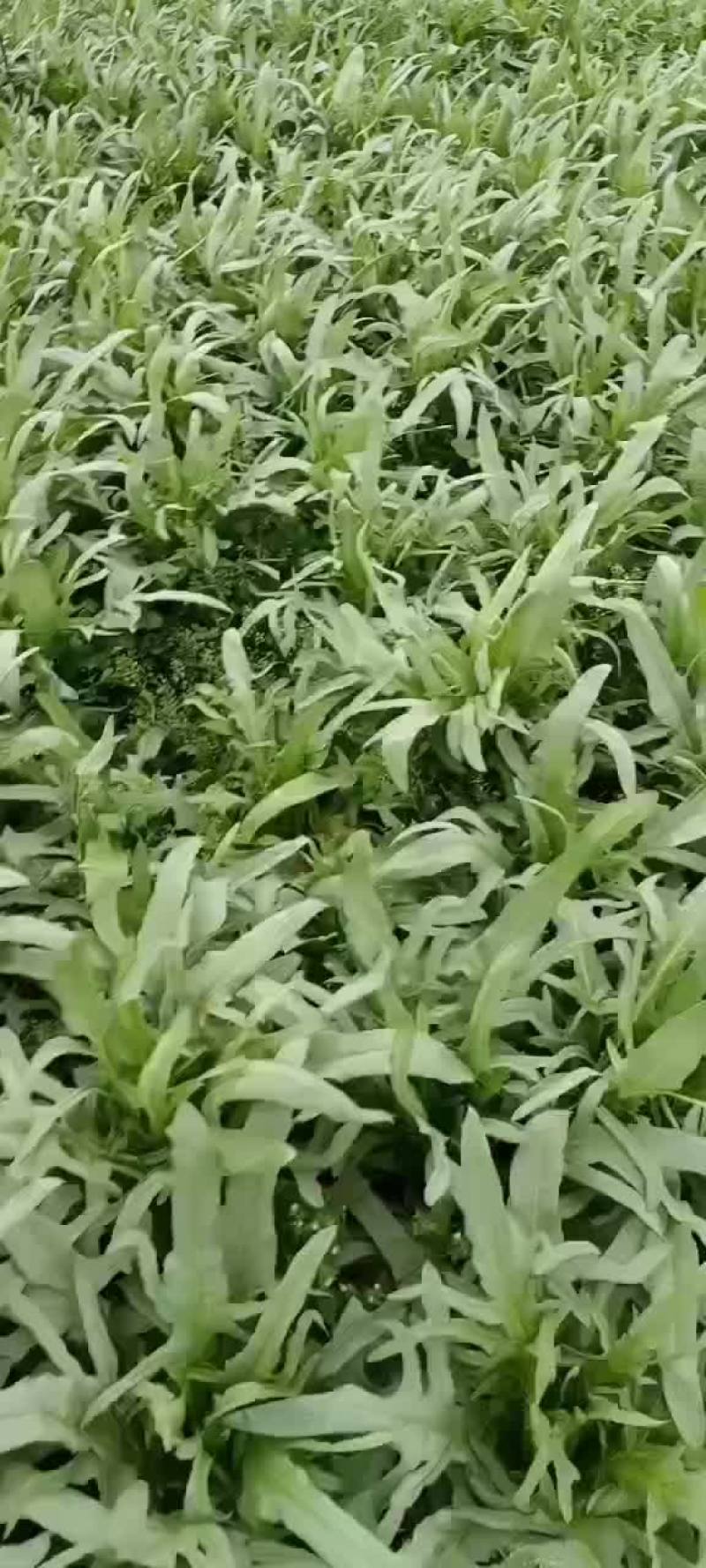 正宗广西博白甜麦菜供应。
