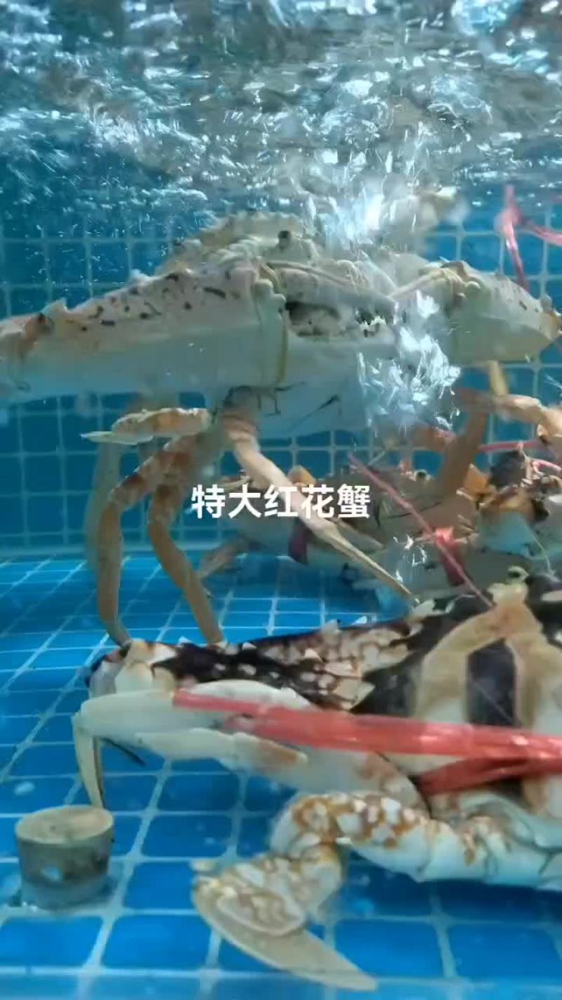 海南特大红花蟹，活力好，空运直达